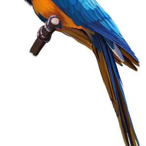 Parrot PNG image