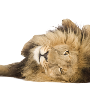 Lion PNG