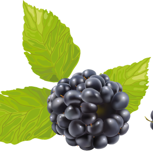 Blackberry PNG