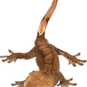 Gecko PNG