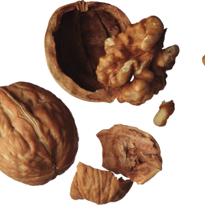 Walnut PNG