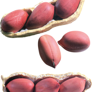 Peanut PNG