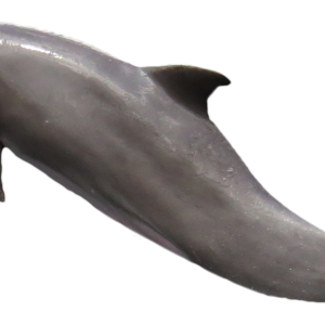 Dolphin PNG