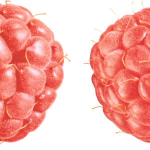Rraspberry PNG image
