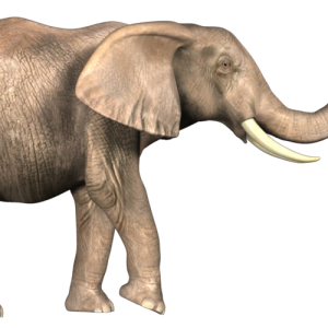 Elephant PNG