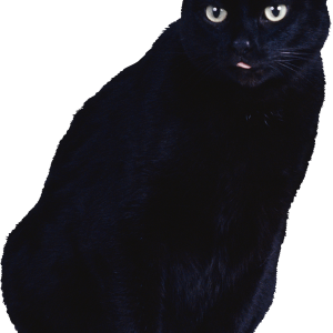 Cat PNG