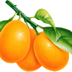 Oranges with leaves on branch PNG