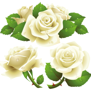 White rose PNG image, flower white rose PNG picture