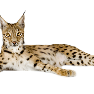 Lynx PNG