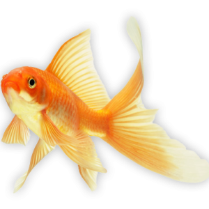 Goldfish PNG