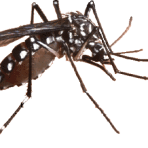 Mosquito PNG