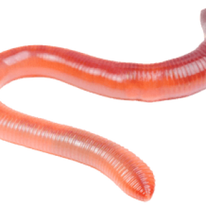 earthworm worm PNG