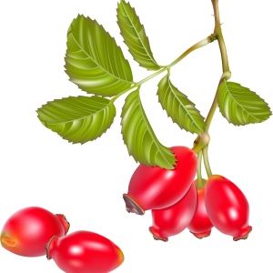 Rose hip PNG
