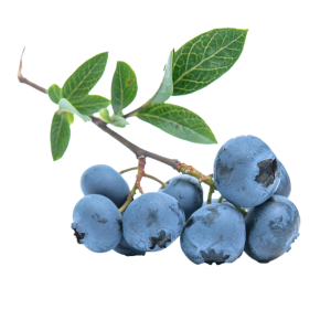 Blueberries PNG