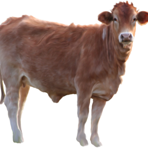 Cow PNG image
