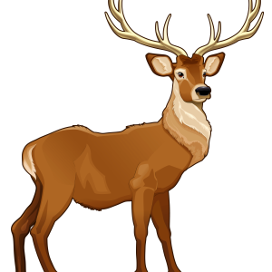 Moose, elk PNG