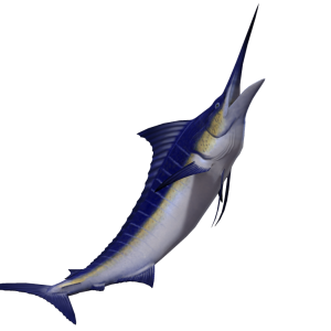 Swordfish PNG