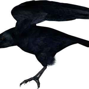 Raven PNG