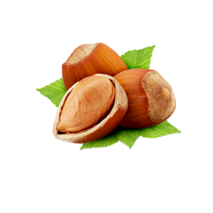 hazelnut PNG