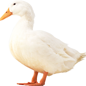 White duck PNG image
