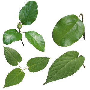 Green leaf PNG