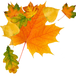 autumn PNG leaves