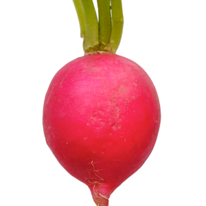 Radish PNG