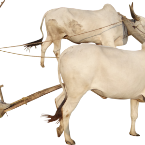Farmer PNG