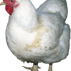 Chicken PNG image