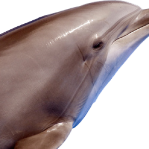Dolphin PNG