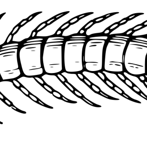Centipede PNG image