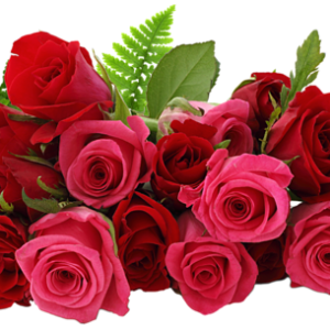 Rose PNG