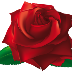 Rose PNG