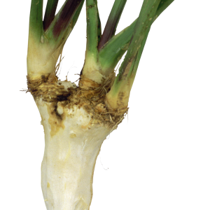 Horseradish PNG