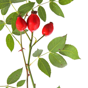 Rose hip PNG