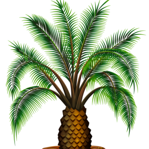 Palm tree PNG