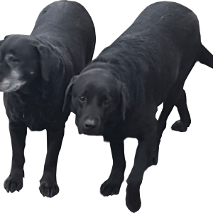 Labrador Retriever PNG