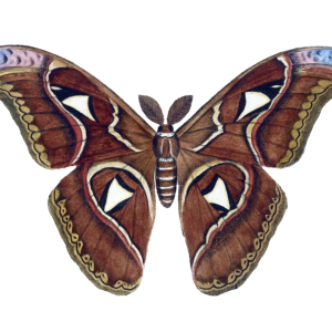 Moth PNG