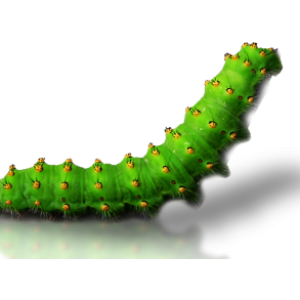 Caterpillar PNG