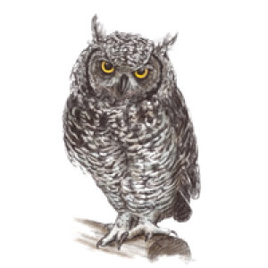 Owl PNG