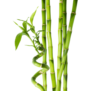 Bamboo PNG