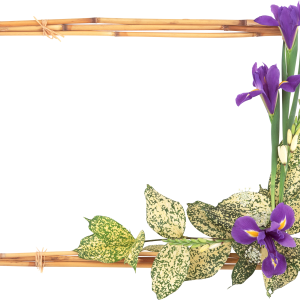 Floral frame PNG