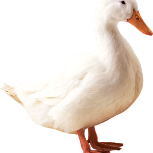 Goose PNG