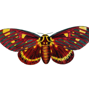 Moth PNG