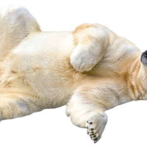 Polar white bear PNG