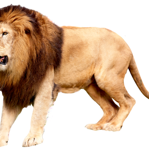 Lion PNG