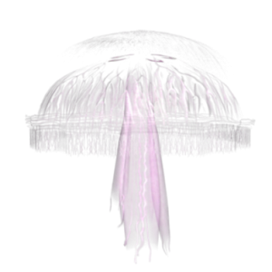 Jellyfish PNG