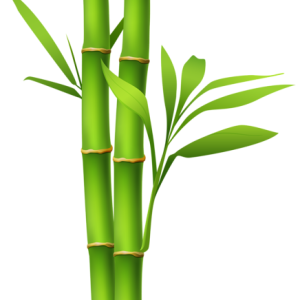 Bamboo PNG