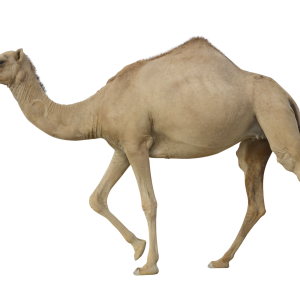 Camel PNG