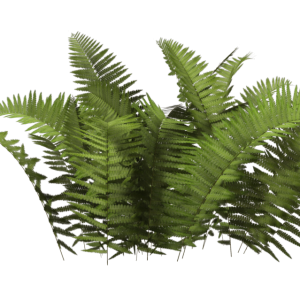 Jungle PNG